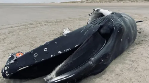 Une baleine à bosse s’est échouée sur la plage entre Calais et Marck